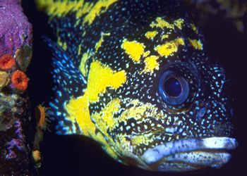 China Rockfish--British Columbia (Nikon F4, 105mmMacro, A... by Andrew Dawson 